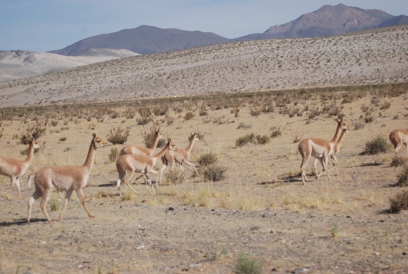 compañeras del camino vicuñas